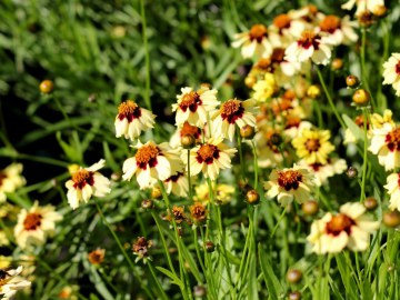 Nachyłek 'Autumn Blush'