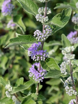 barbula-klandonska-kew-blue.jpg