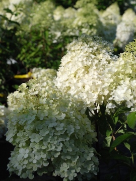 Hortensja bukietowa 'Bobo' PBR