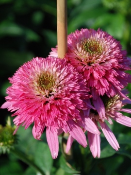 Jeżówka 'Butterfly Kisses'