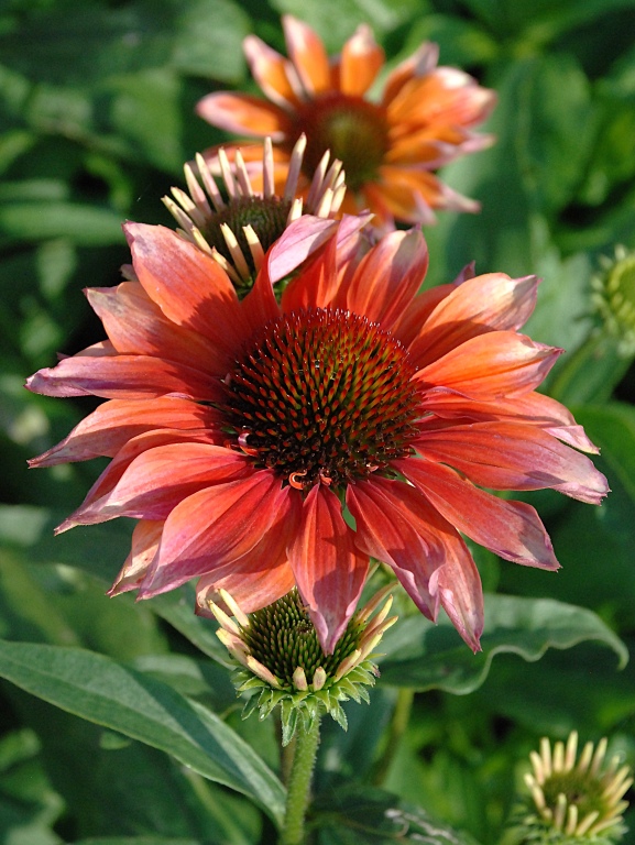 Jeżówka 'Flamingo'