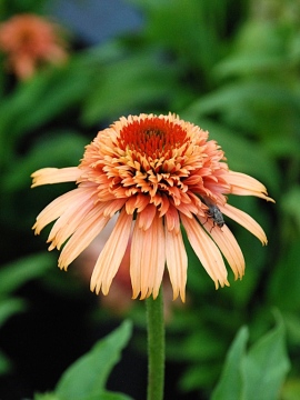 Jeżówka 'Supreme Cantaloupe'