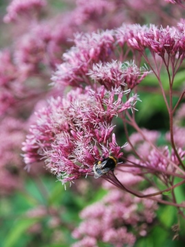 Sadziec plamisty 'Phantom' PBR