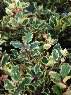 Ostrokrzew kolczasty 'Argentea Marginata'