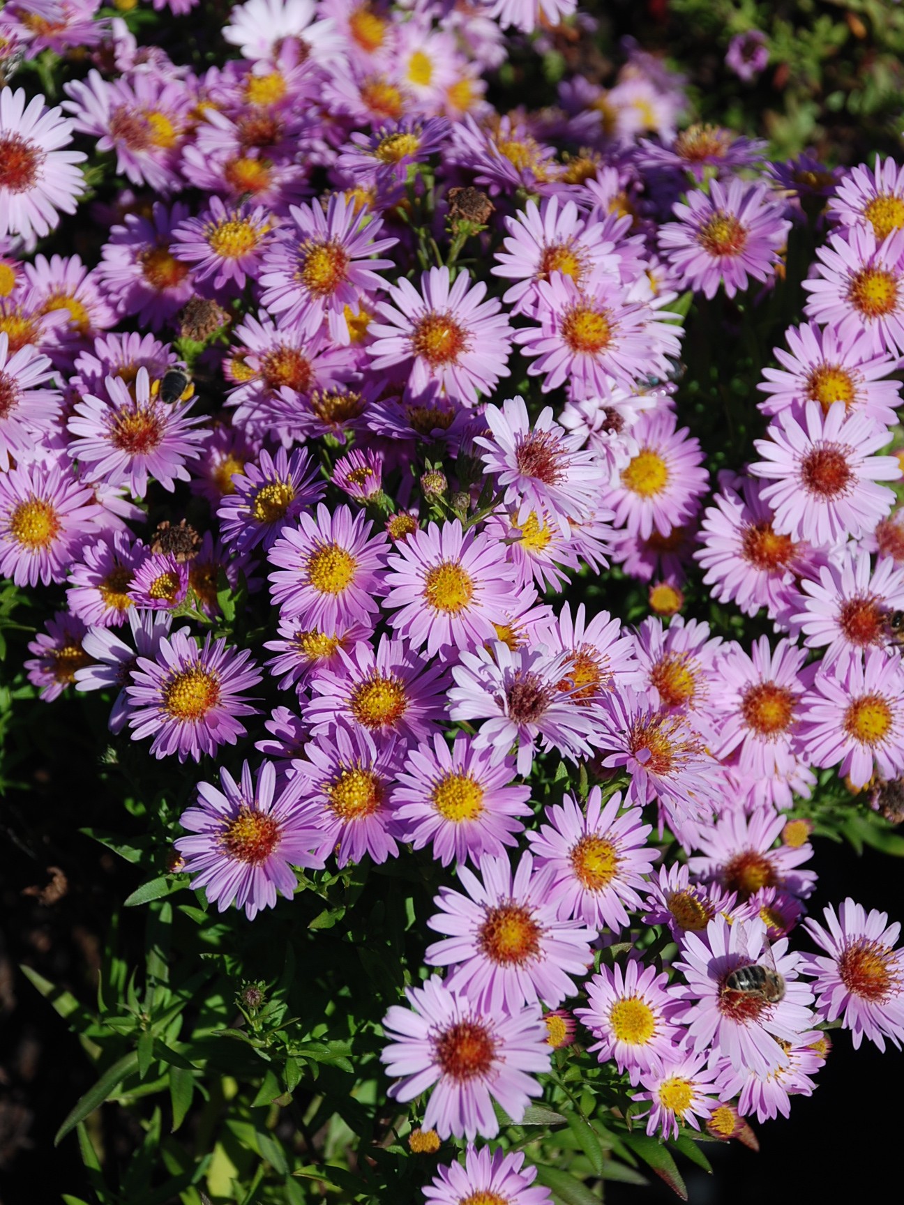 Aster 'Anneke'