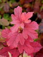 Kalina koralowa 'Roseum' jesienna barwa