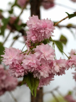 Wiśnia 'Kiku-Shidare-Zakura'