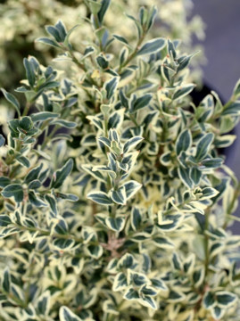  Bukszpan wieczniezielony 'Variegata'