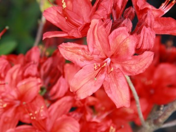 azalia-wielkokwiatowa-parkfeuer.jpg