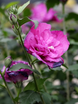 ketmia-syryjska-purple-ruffles2.jpg