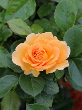 Róża rabatowa 'Goldelse' PBR