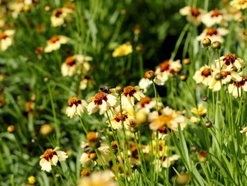 Nachyłek 'Autumn Blush'