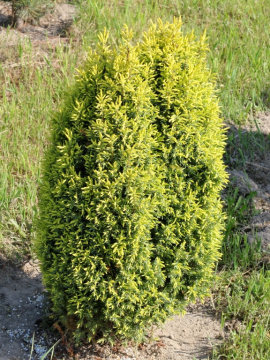 Jałowiec pospolity 'Gold Cone' - wiosną