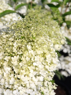 Hortensja bukietowa 'Bobo' PBR