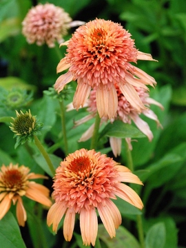 Jeżówka 'Supreme Cantaloupe'