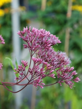 Sadziec plamisty 'Phantom' PBR