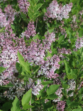 Lilak rozpierzchły 'Miss Kim'