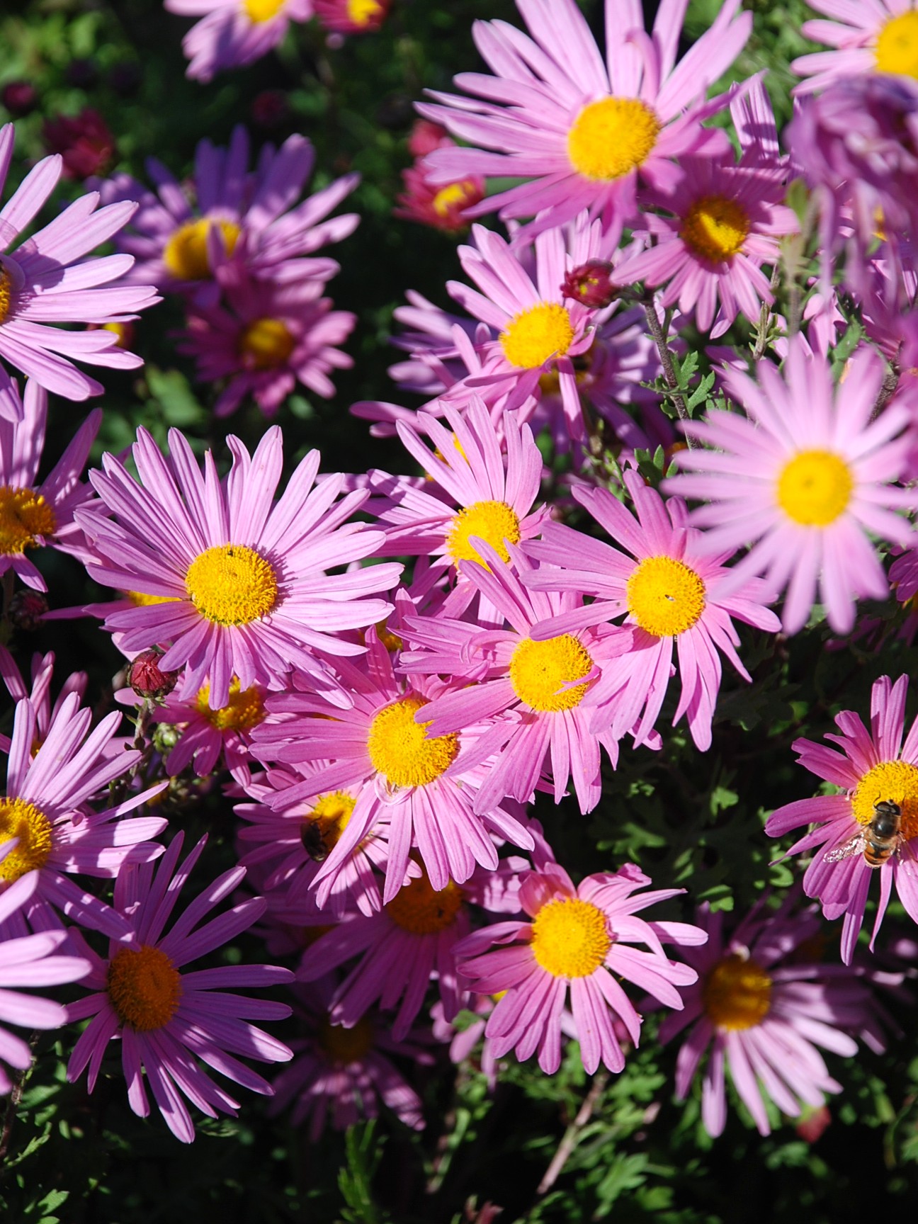 Złocień (chryzantema) 'Clara Curtis'