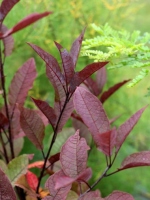 Czeremcha pospolita 'Colorata' jesienna barwa
