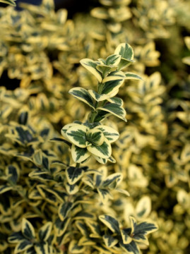  Bukszpan wieczniezielony 'Variegata'