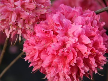 azalia-wielkokwiatowa-rosylight.jpg