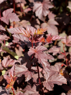pecherznica-kalinolistna-purpureus.jpg