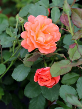 Róża parkowa 'Westerland' PBR