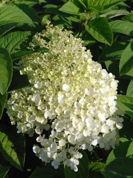 Hortensja bukietowa 'Bobo' PBR