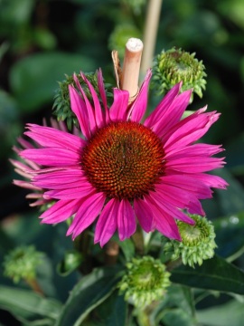 Jeżówka 'JS ® Roho'