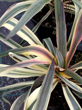 juka-wspaniala-variegata.jpg