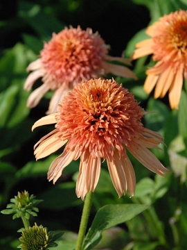 Jeżówka 'Supreme Cantaloupe'