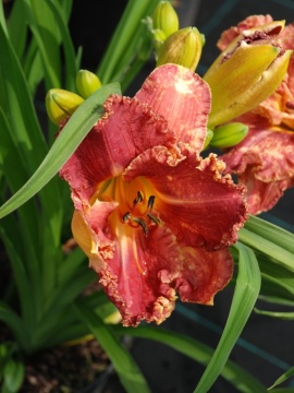 Liliowiec 'Venetian Fringe'