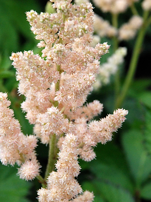 Tawułka 'Milk and Honey