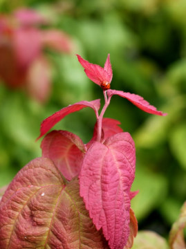 tawula-japonska-macrophylla7.jpg