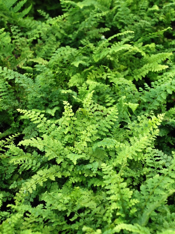 Paprotnik szczecinkozębny 'Herrenhausen'