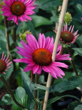 Jeżówka 'JS ® Roho'