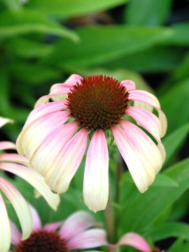 Jeżówka 'Fountain Pink Eye'