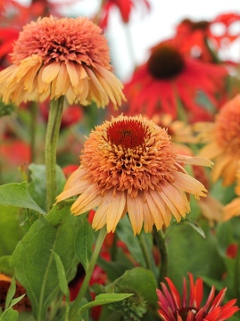 Jeżówka 'Supreme Cantaloupe'