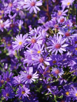 Aster 'Treffpunkt'