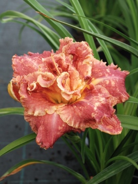 Liliowiec 'Venetian Fringe'