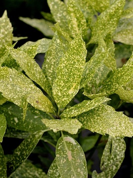 aukuba-japonska-variegata.jpg