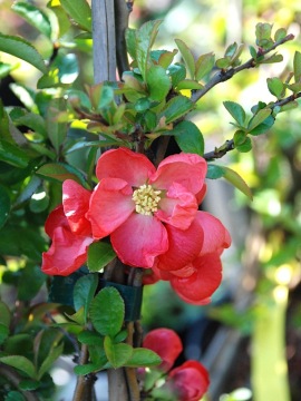 Pigwowiec pośredni 'Texas Scarlet'