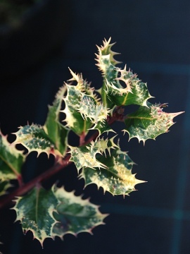 Ostrokrzew kolczasty 'Ferox Argentea'