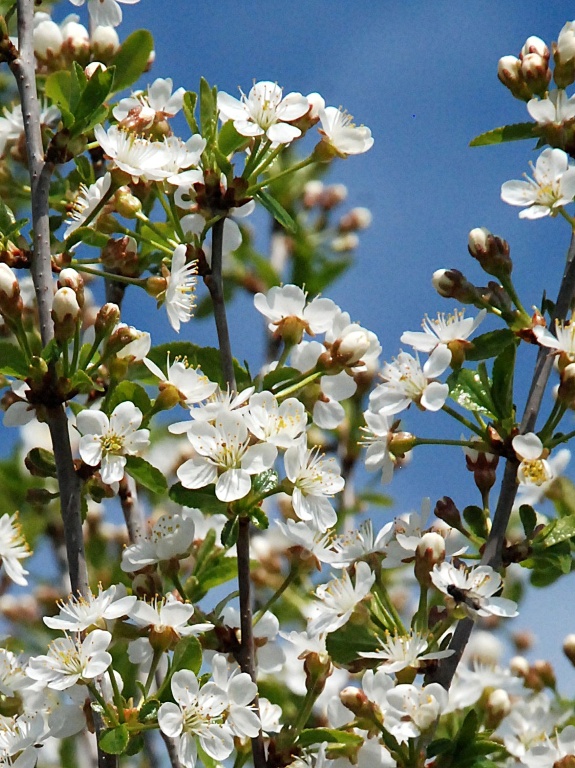 Wiśnia osobliwa 'Umbraculifera'