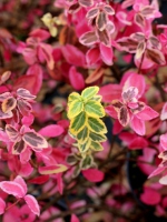 Trzmielina Fortue'a 'Emerald'n Gold' barwa jesienna