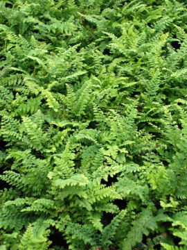 Paprotnik szczecinkozębny 'Herrenhausen'