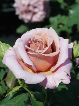 Róża wielkokwiatowa 'Koko Loko' ®