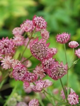 Jarzmianka większa 'Cerise Button'
