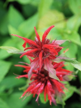 Pysznogłówka 'Cambridge Scarlet'