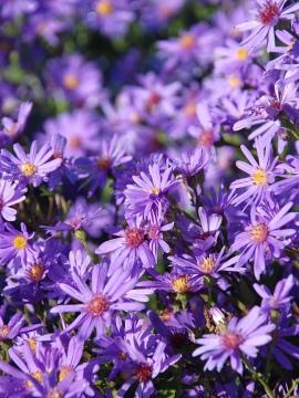 Aster 'Treffpunkt'
